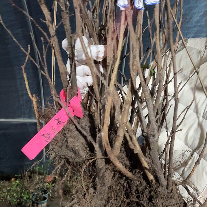 全部花苞港之署原生两年苗