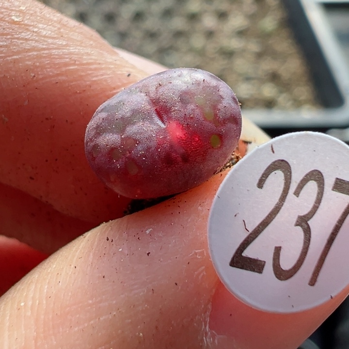 237号11111111111111