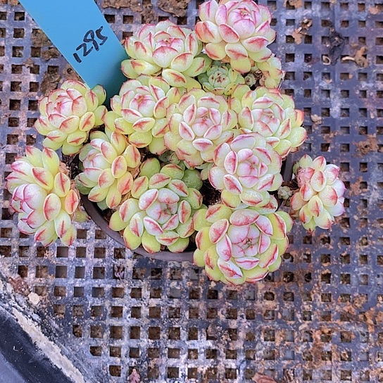1295多肉植物两者
