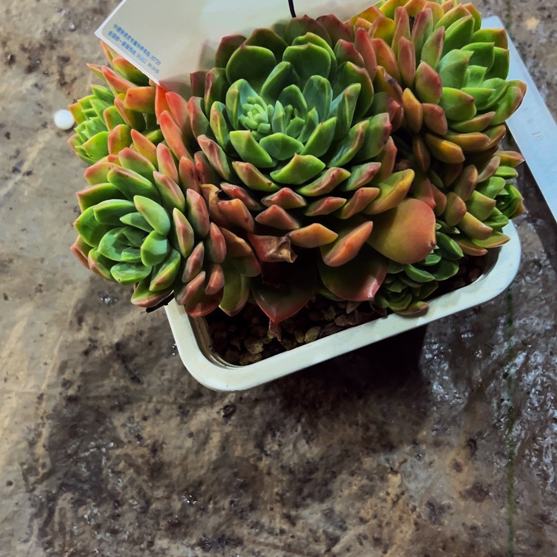 9号一物一拍脱土包邮