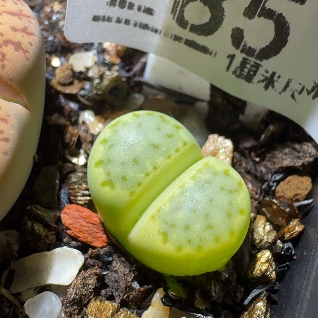高品质生石花清清清，285