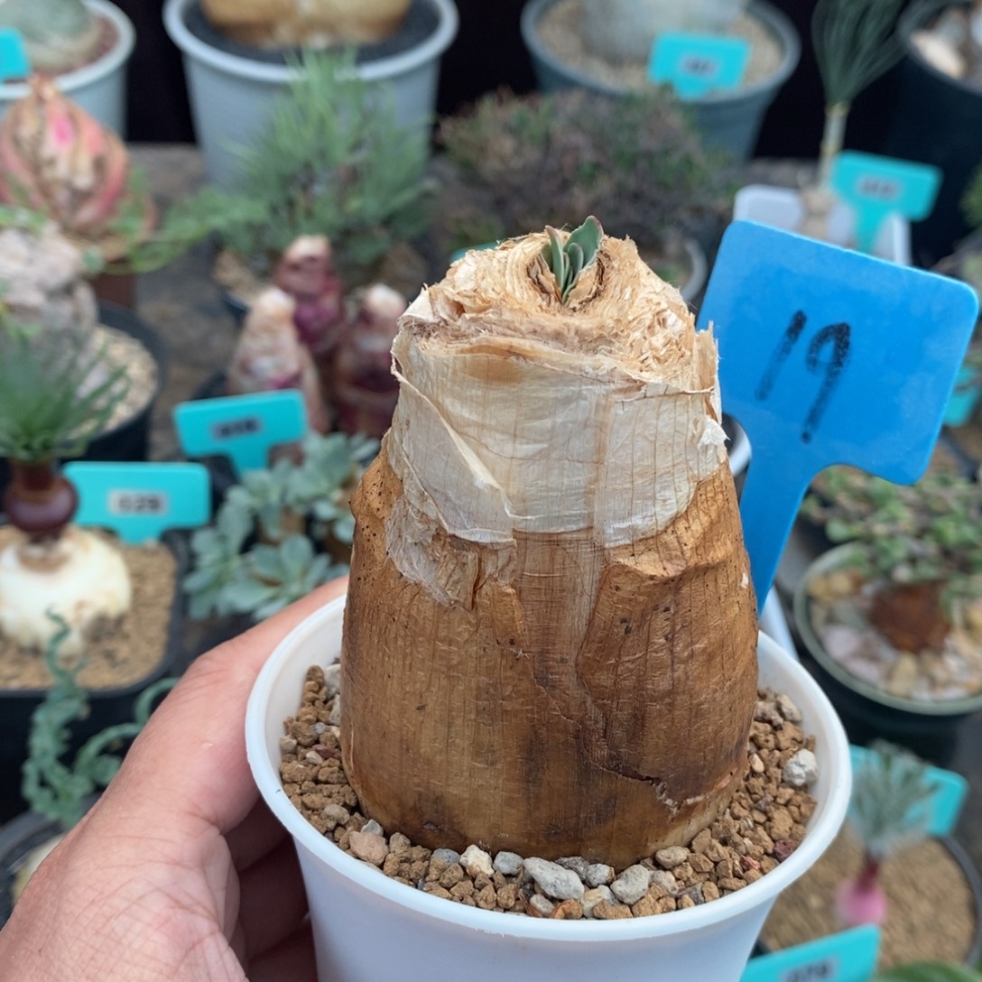 巨凤之卵多肉植物