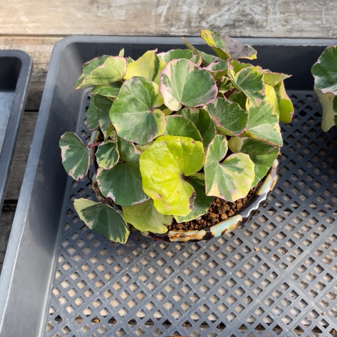 委***委完全开放盆栽植物