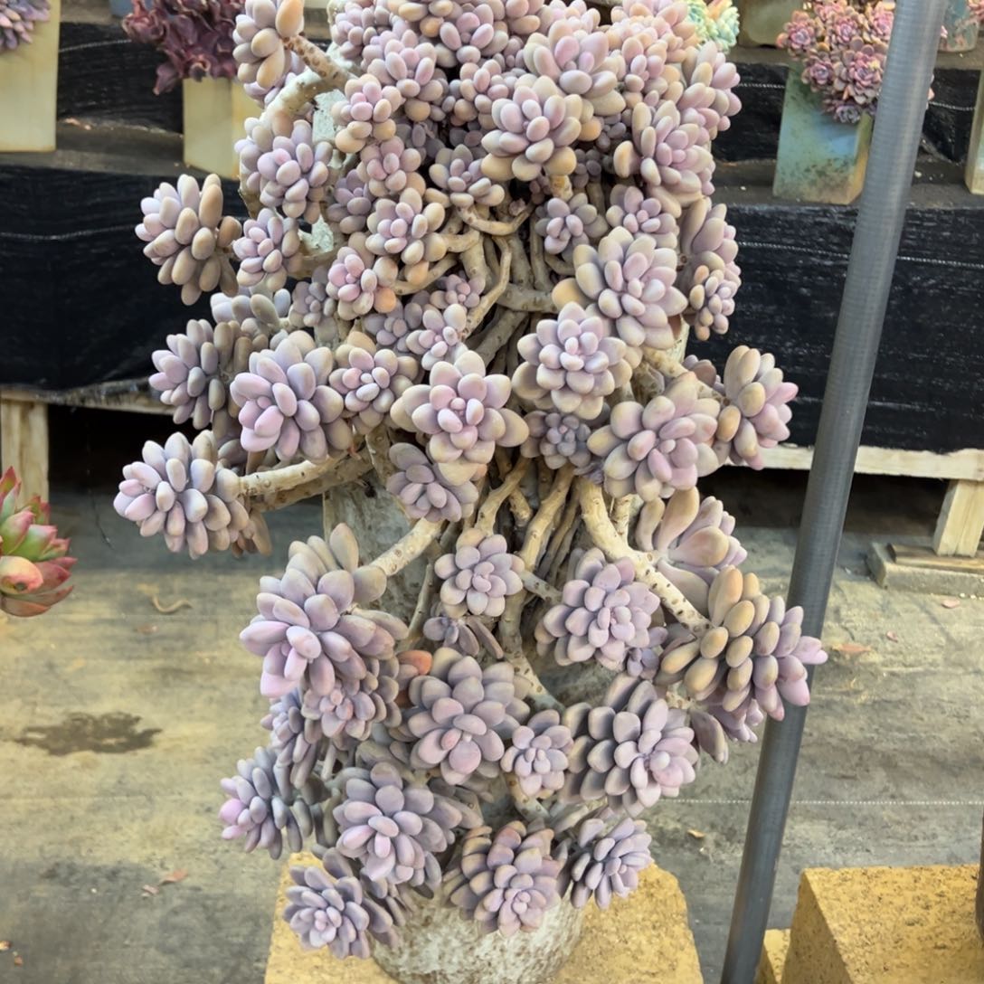 悬崖老桩桃蛋带盆物流费自理