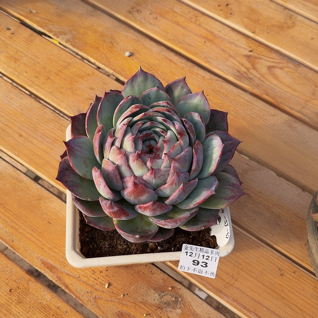 冷***)1212-93惊鸿仙子单头