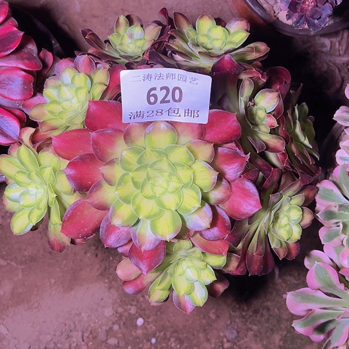 620韶华多肉植物老桩