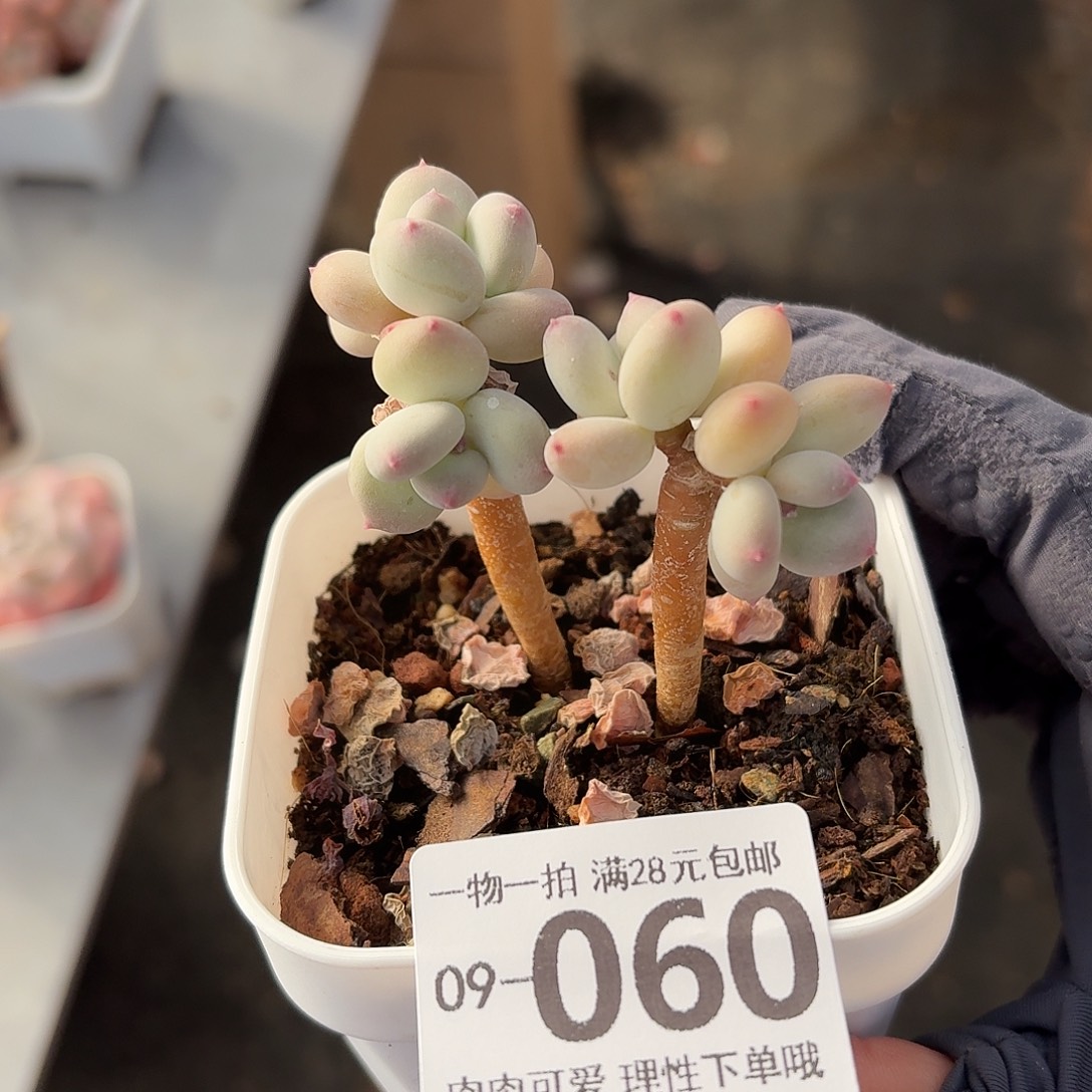 苹果奶无盆土发货