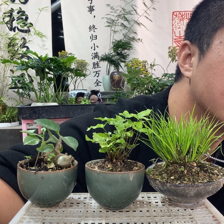 以实际为准盆栽绿植盆景143