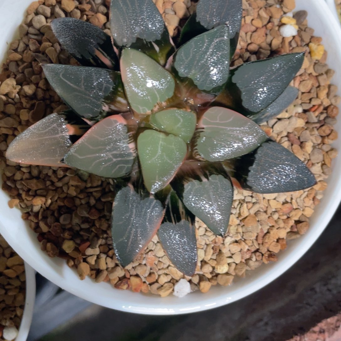 叫**山补丘比特差价春春b