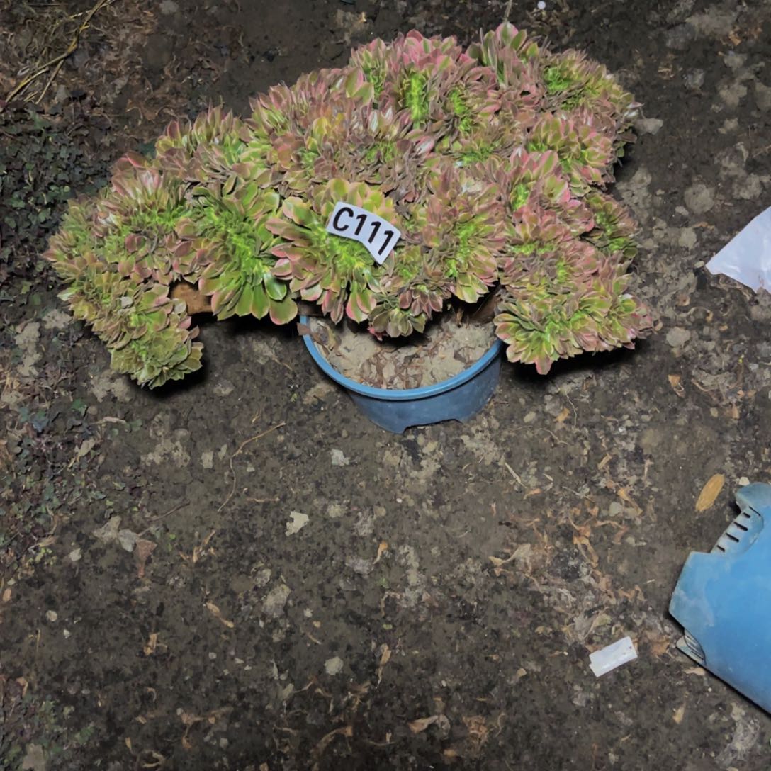 香妃法师26/////47包邮