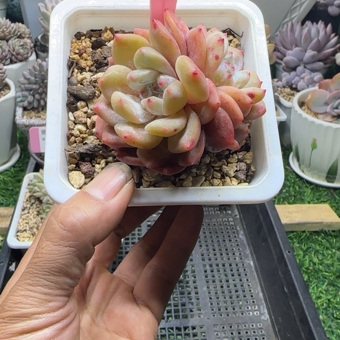 锦安精品多肉植物231