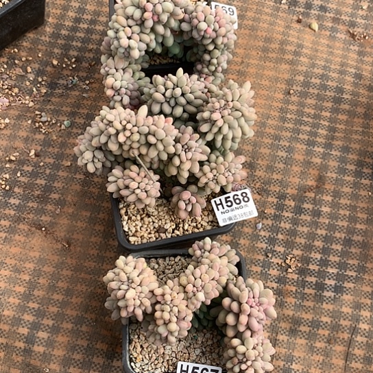 汤圆缀化三颗569 568 567