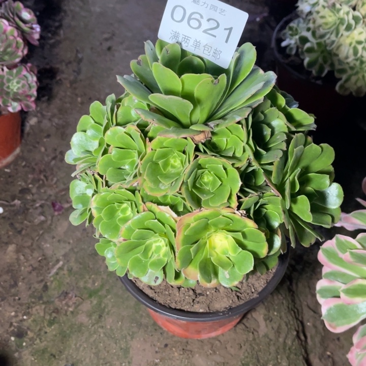 0621辛尼亚的人多肉的