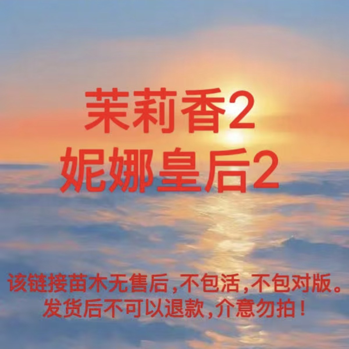 茉莉香2棵，妮娜皇后2棵，不包成活，不包对版