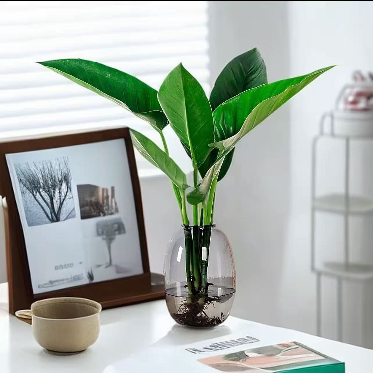 A大叶金钻【60CM-65CM】水培绿植吸甲醛室内客厅【首页有视频】