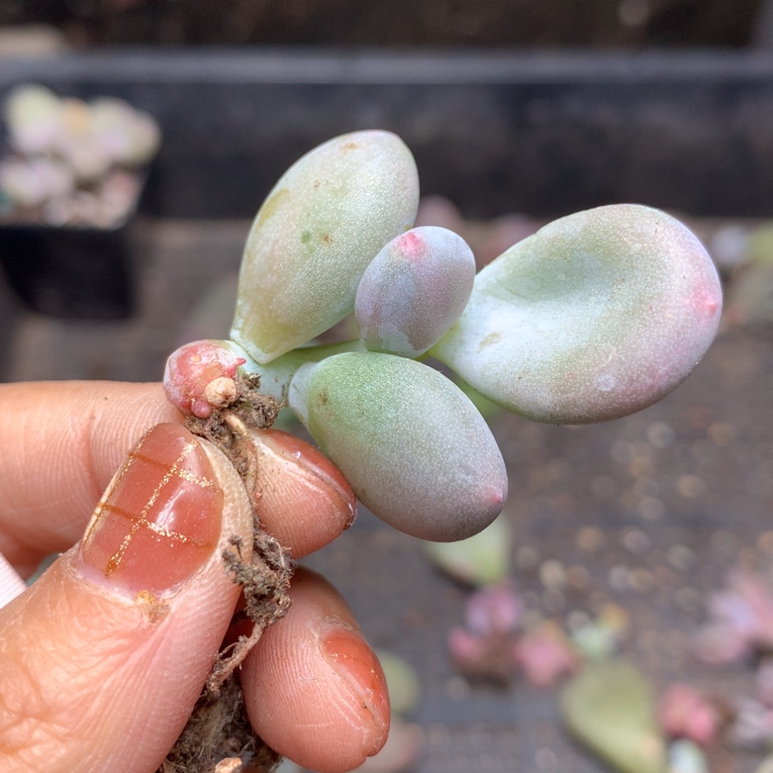 米可奶有锦还好哈哈哈