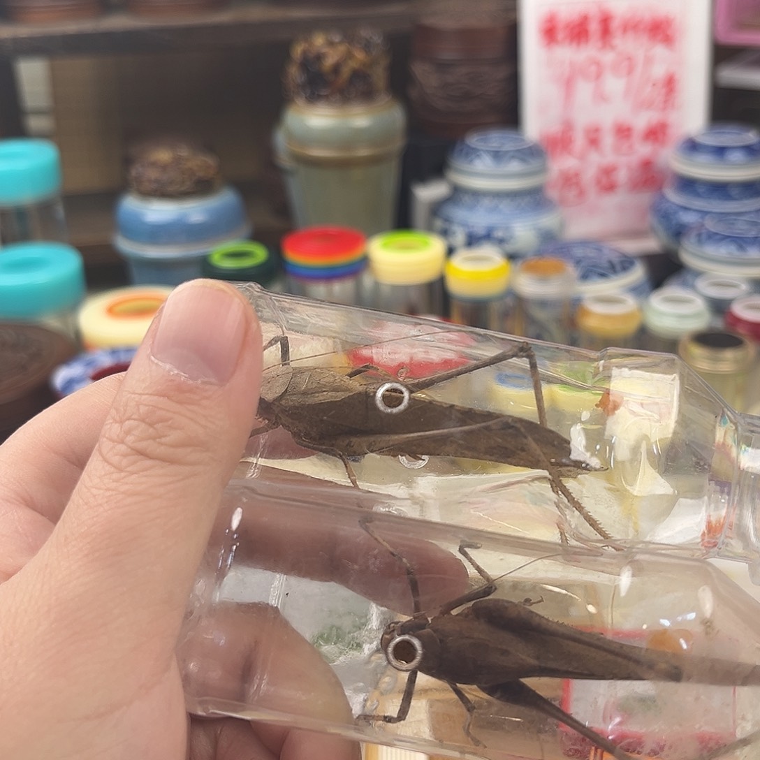 两条蛙纺拍拍拍拍