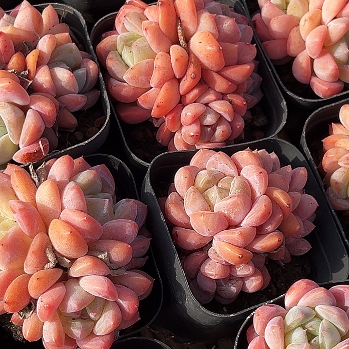 多头           海棠红