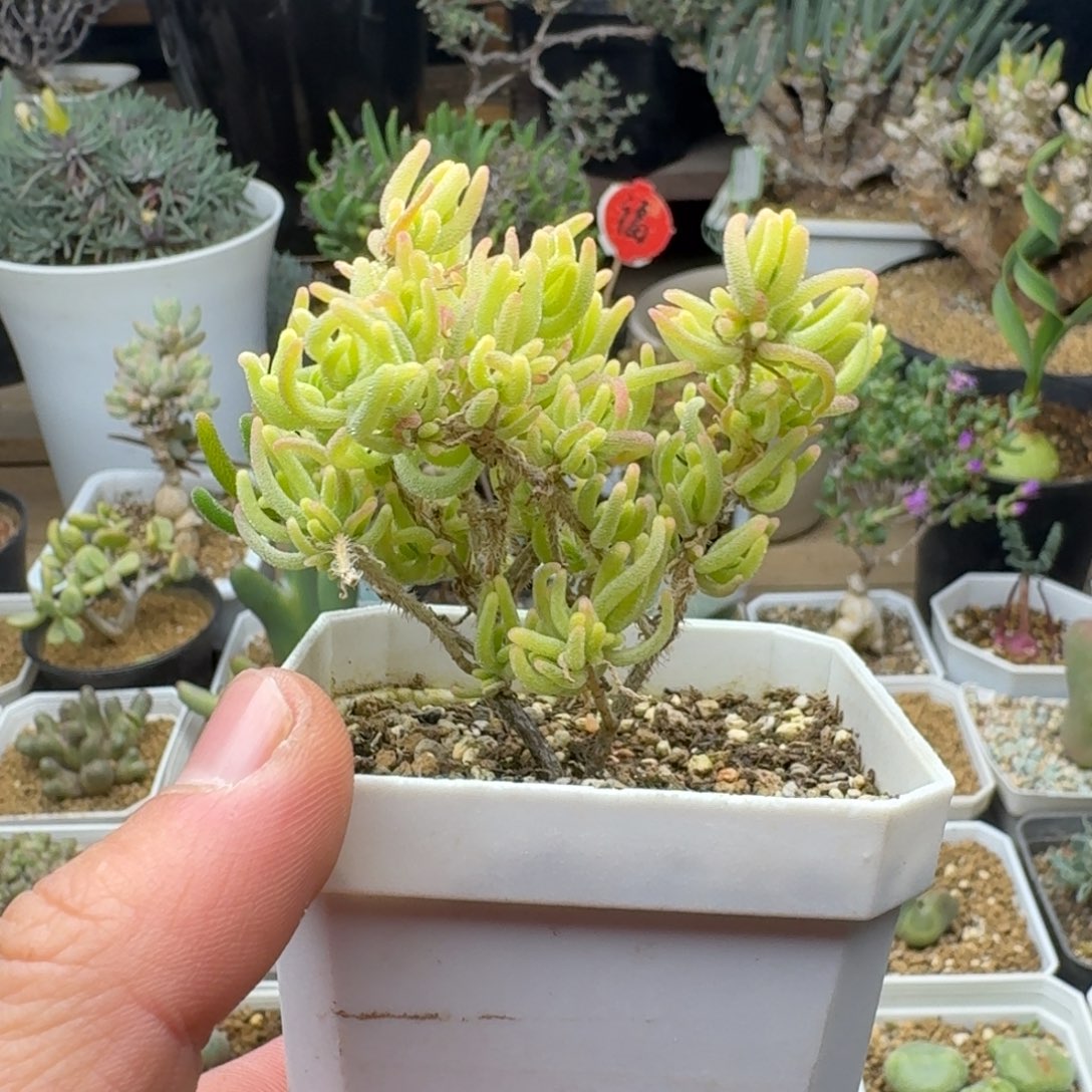 荧光兔锦多肉。