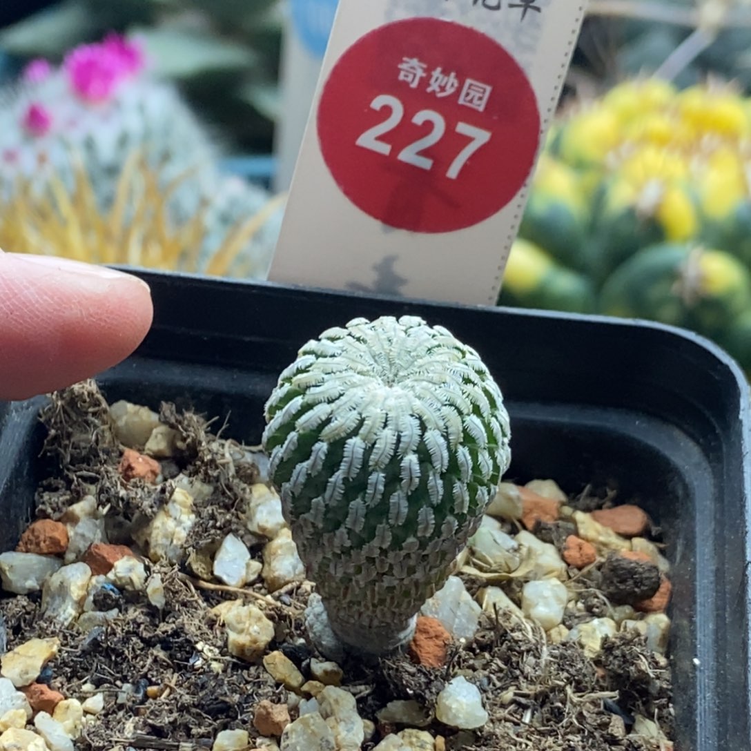 实生精巧殿1.9cm一棵仙人球