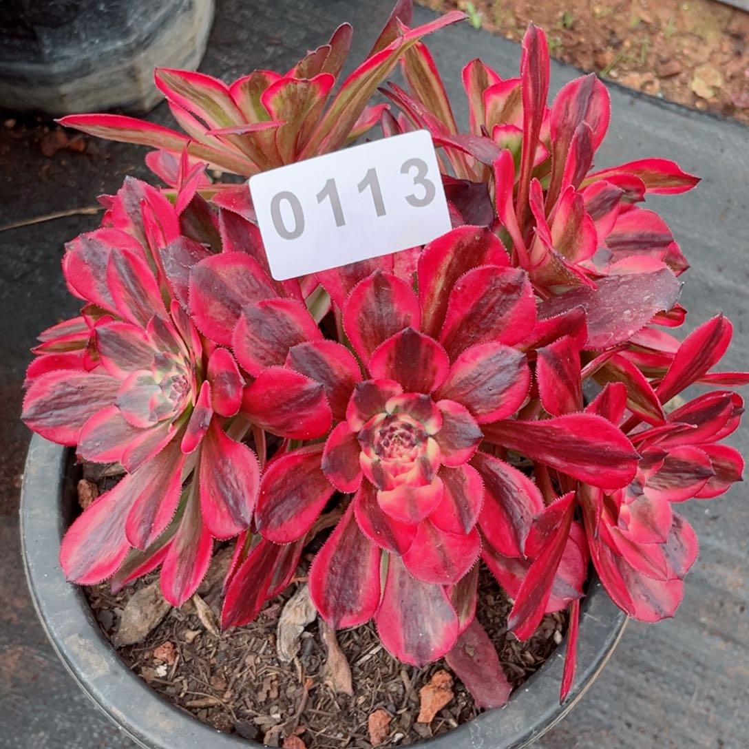 烟花多肉发货发货