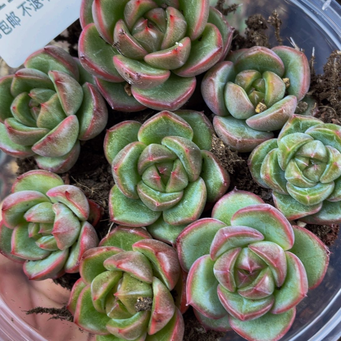 oto优选多肉切糕1164