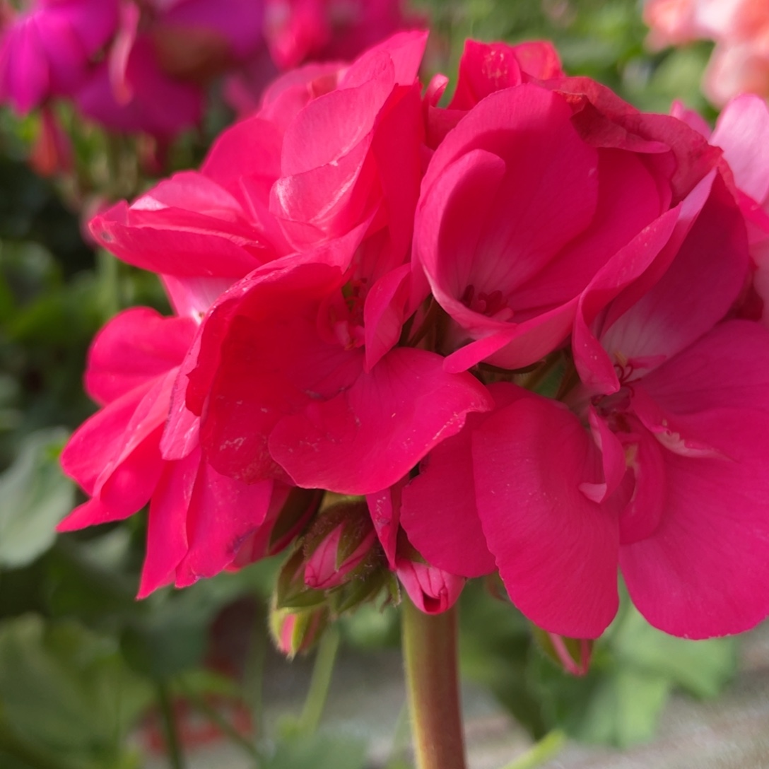 完全开放炫粉一代苗