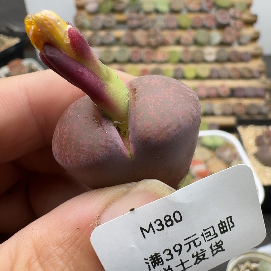 余****380有干疤哈哈哈哈哈哈