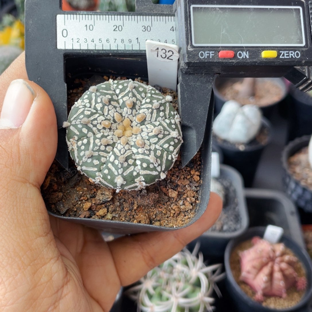 仙人球满28包邮盆口径5公分奇迹v兜