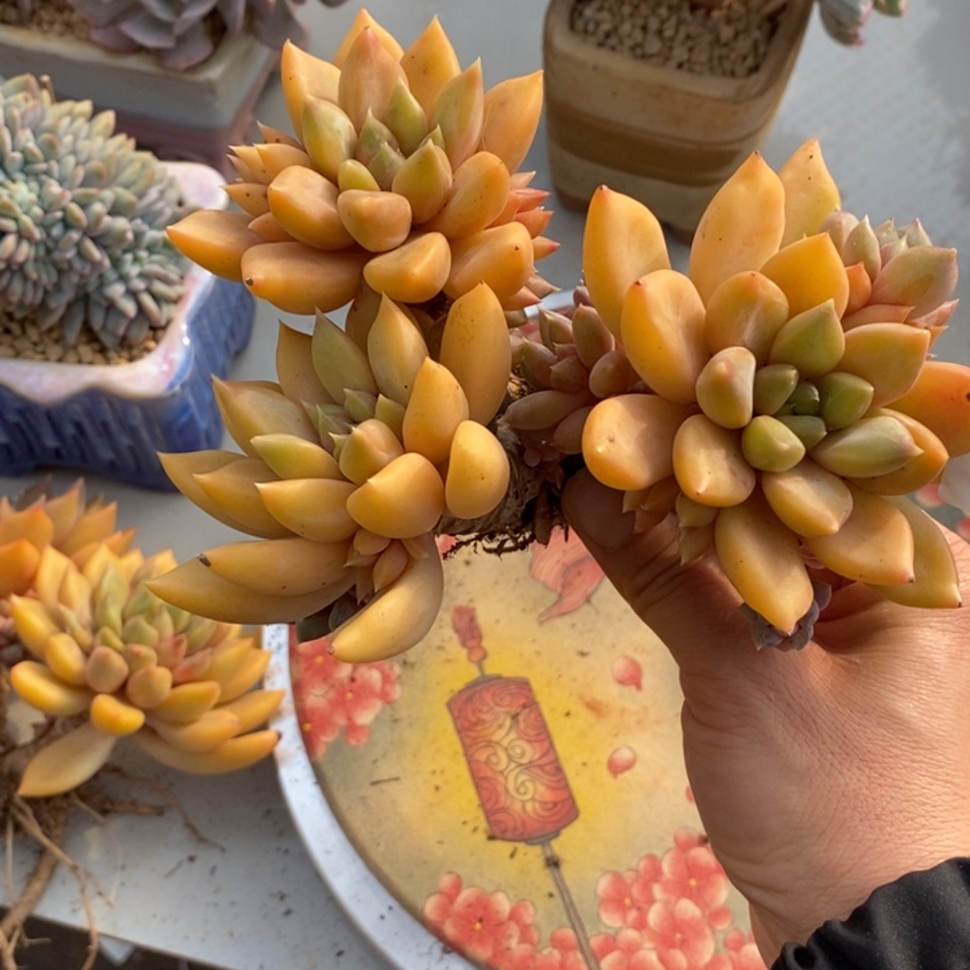 象牙微瑕多肉多肉1184