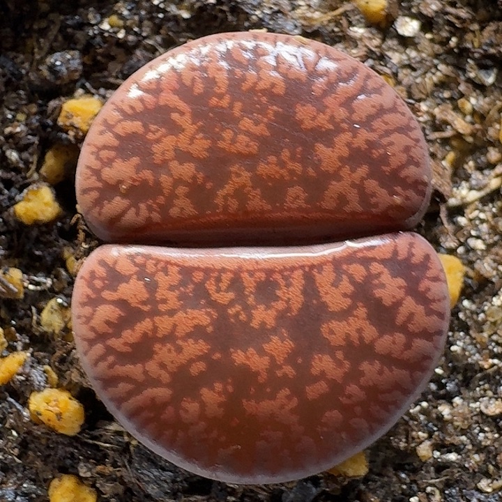 生石花11112122。 229