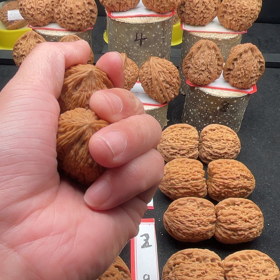 文玩核桃把件钟**体南疆文玩核桃把件