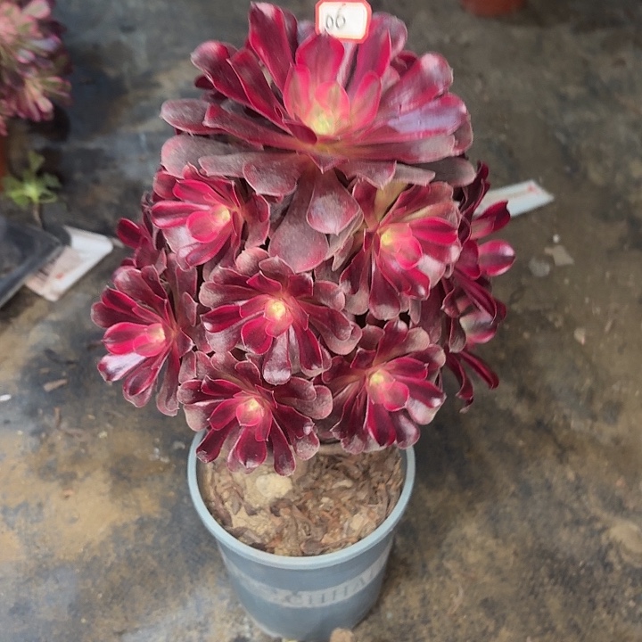 美杜莎锦中锦06多肉植物