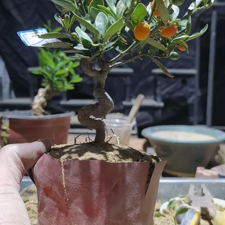 金***铜完全开放金豆小橘子绿植