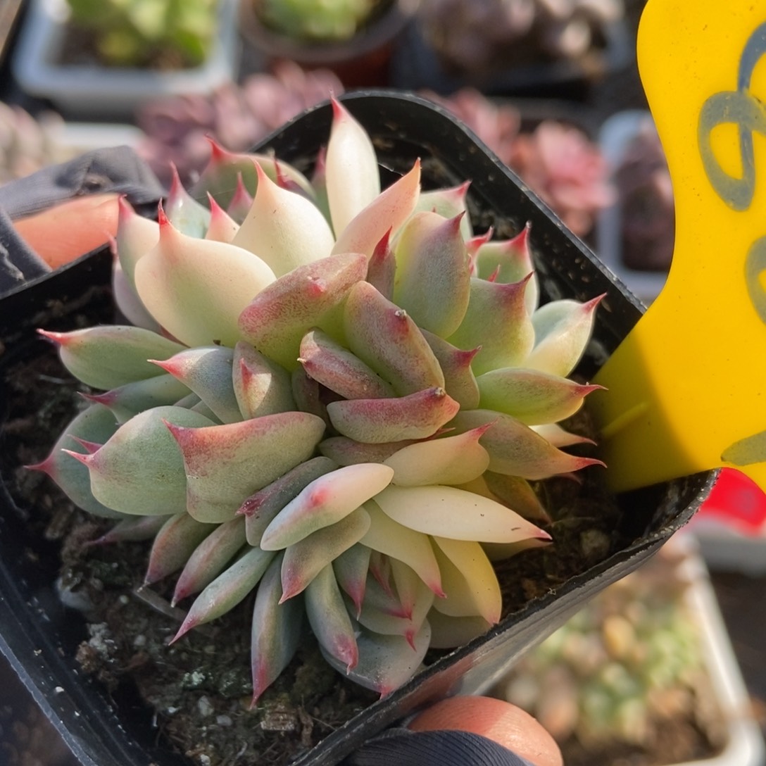  889惊鸿仙子多肉植物保护