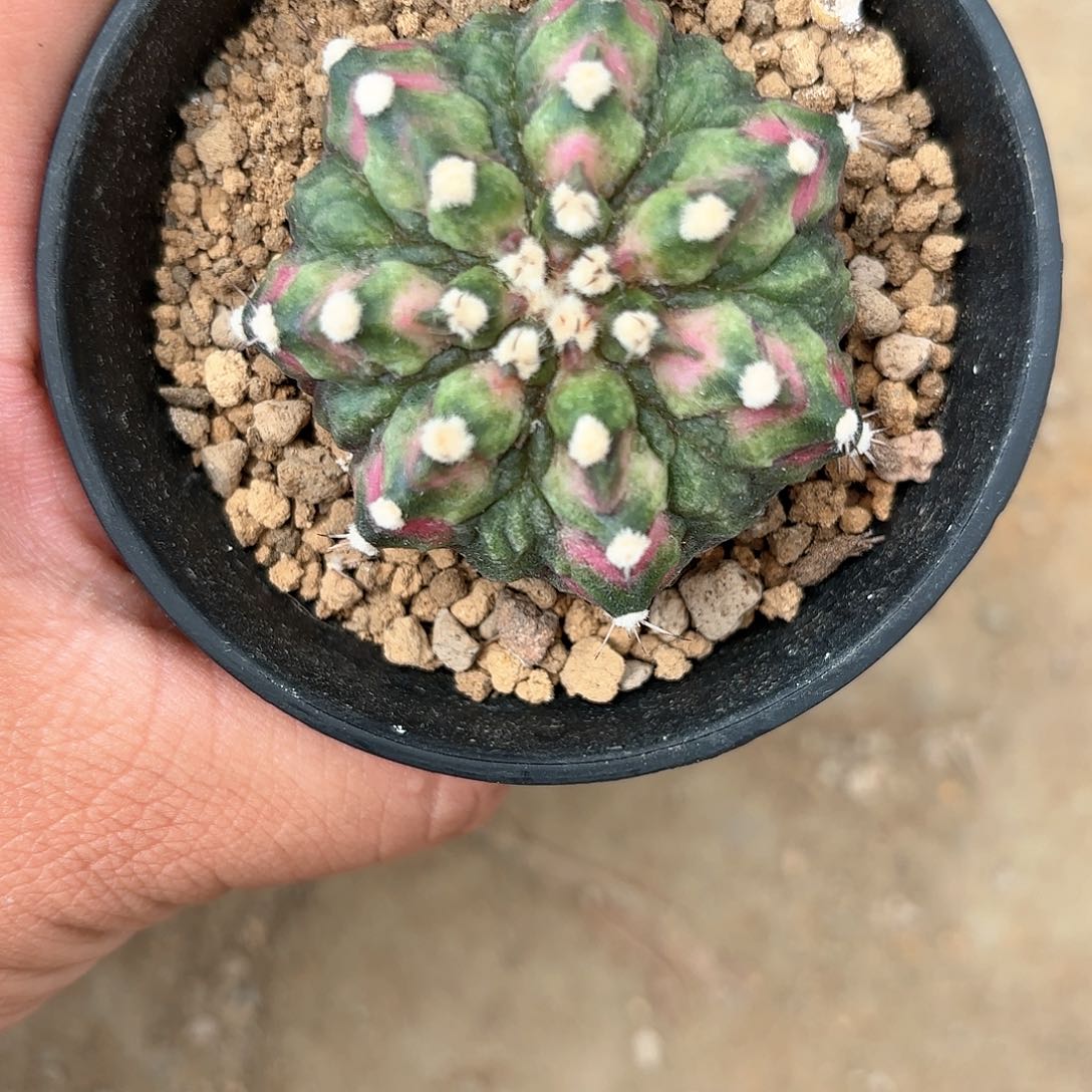 泰系实生米哈仙人球300