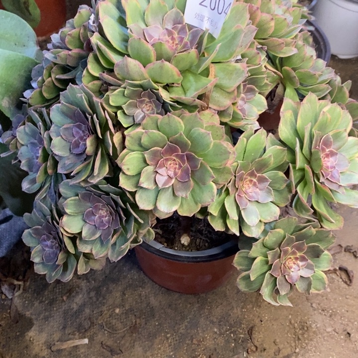 半夏多肉断头不包2004