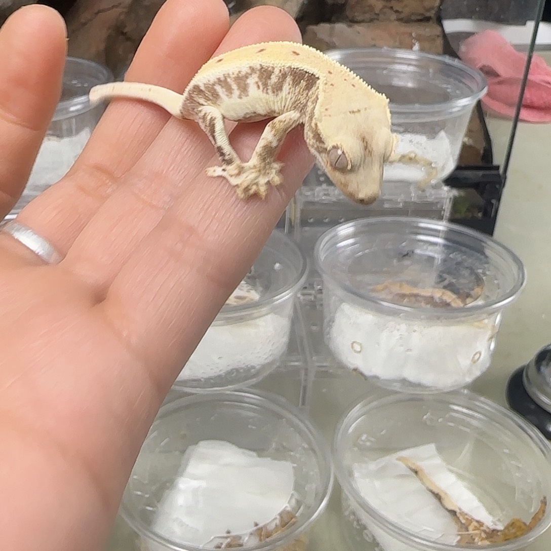 E***u睫角守宫sb莉莉白