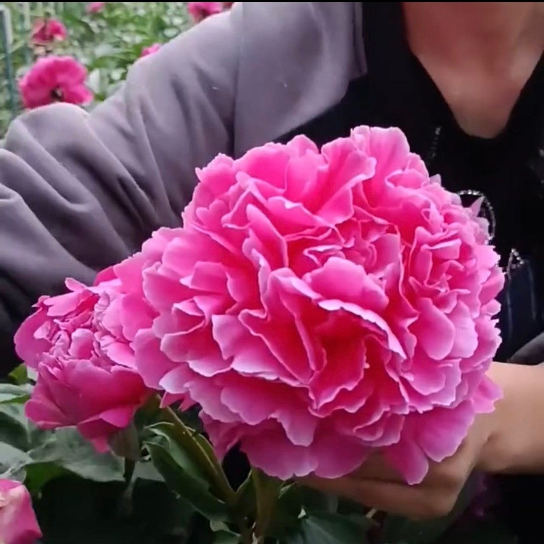 芍药花     红枫