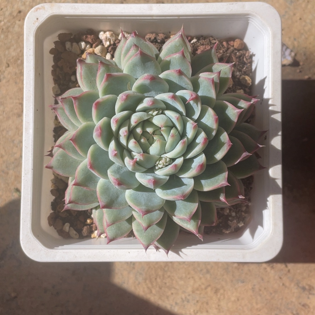 桃妖仙子冠幅9 379135958