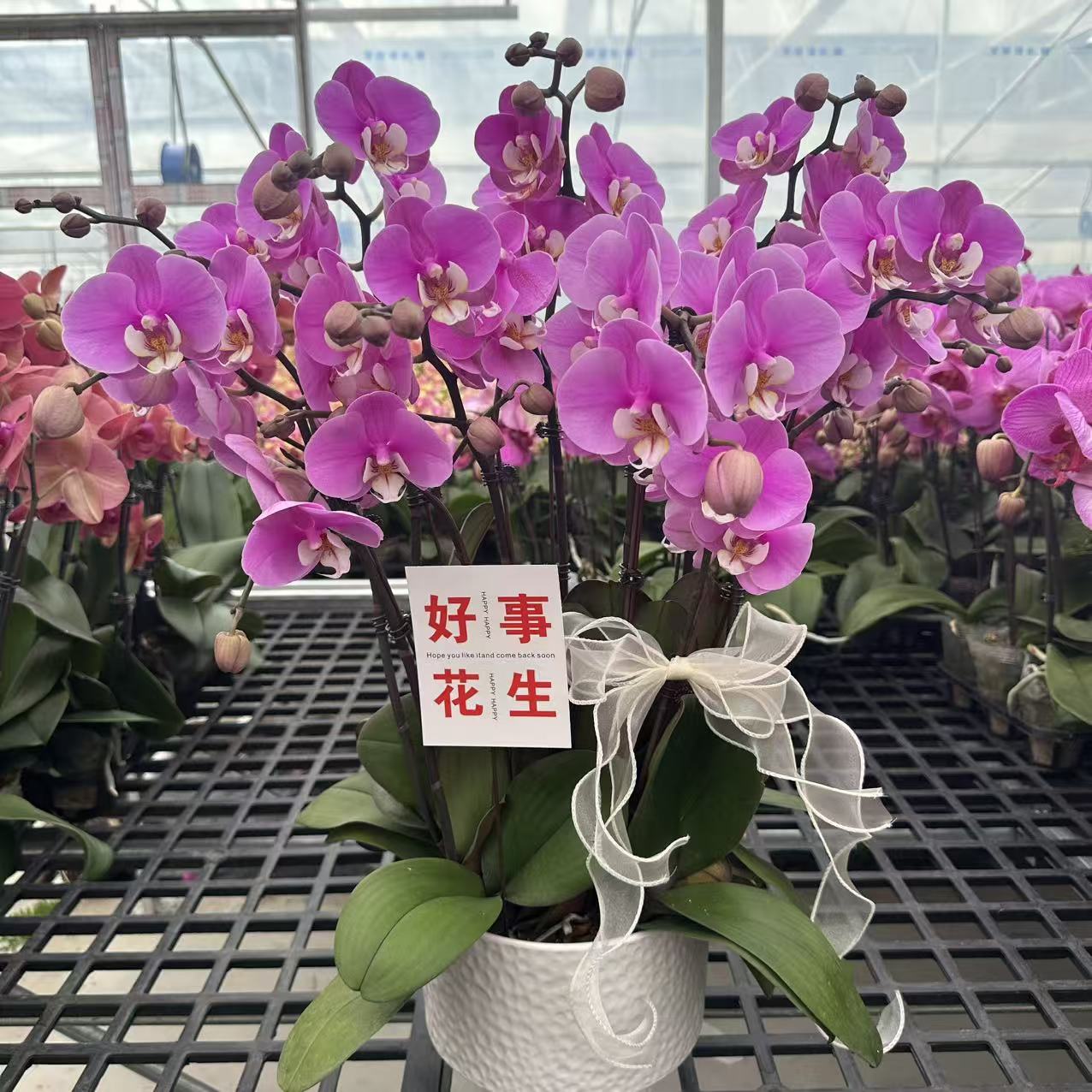 精选蝴蝶兰【安娜】台湾经典品种粉紫色系 室内花卉绿植 基地直发