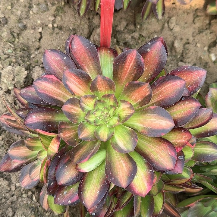 5-111流星雨多肉法师