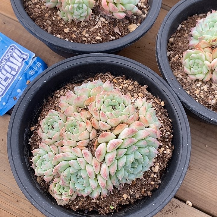 团。阿尔巴美妮。不包整