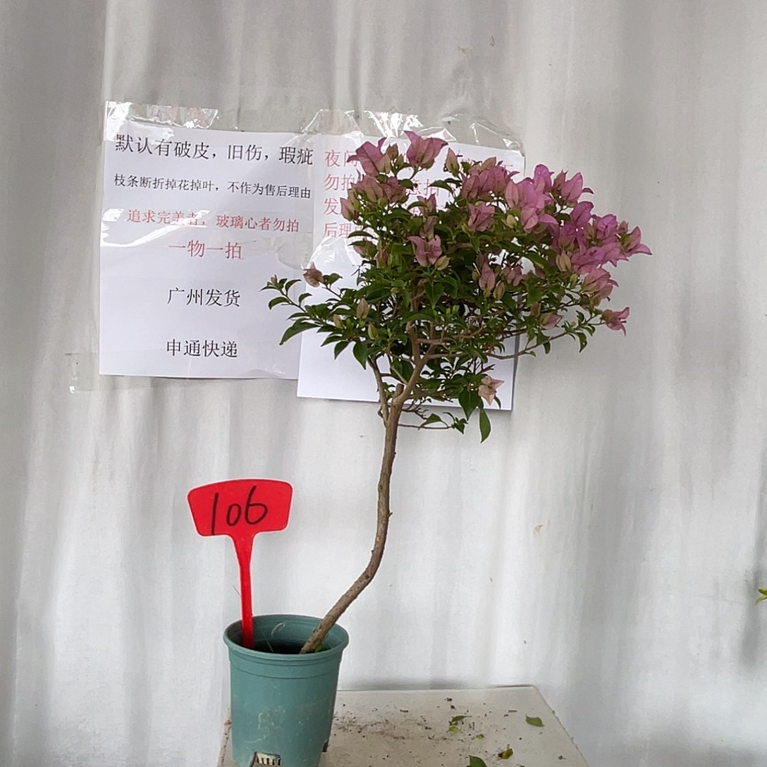 当前无花栽培后可以开花106巴西紫