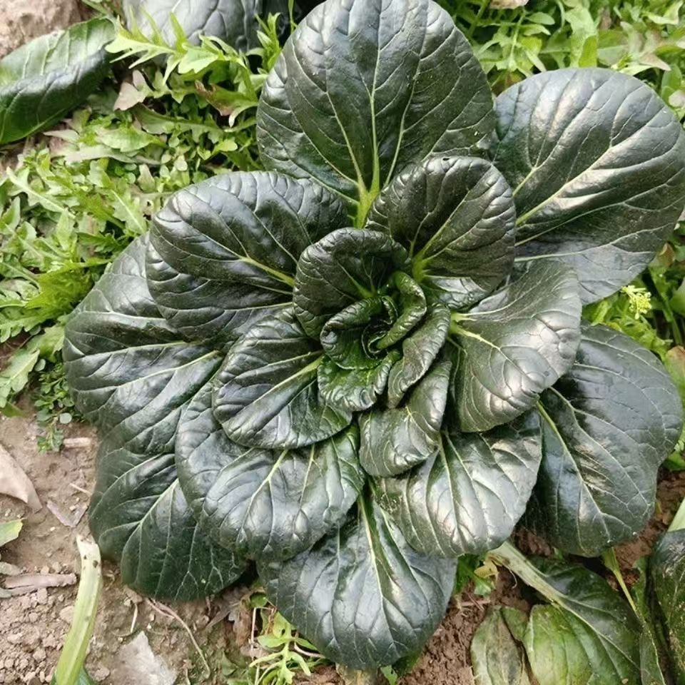 农家自种新鲜现挖 黑塌菜 黑塌菜