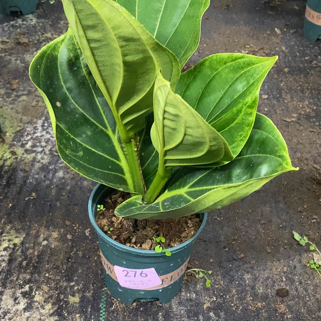 木本植物平**福木本花卉276