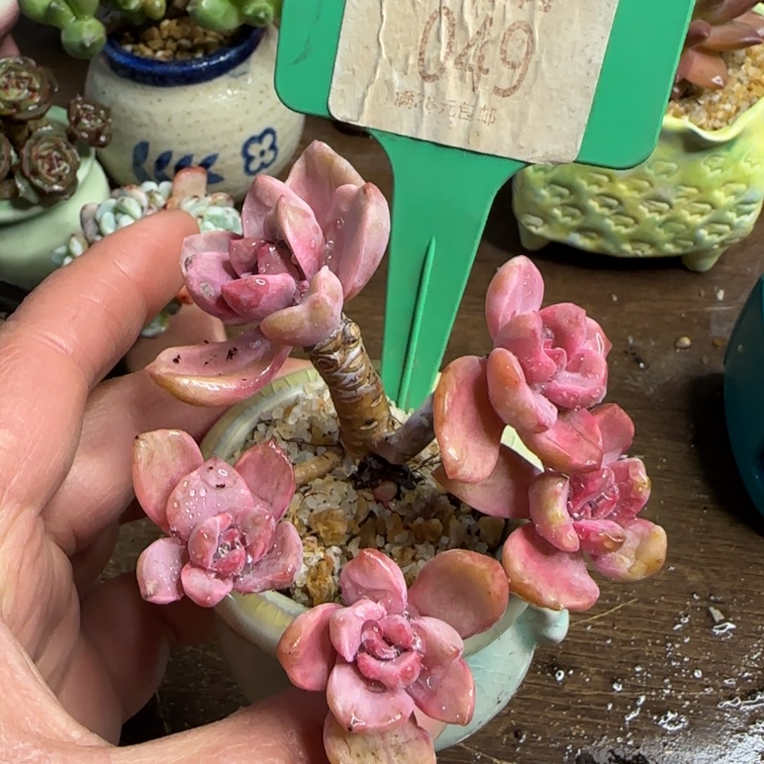 木*彩红堂石化井戴鹏带土