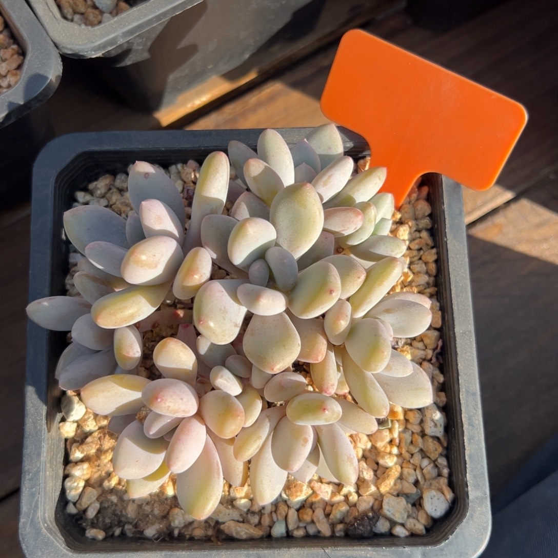 三明治1111111111111