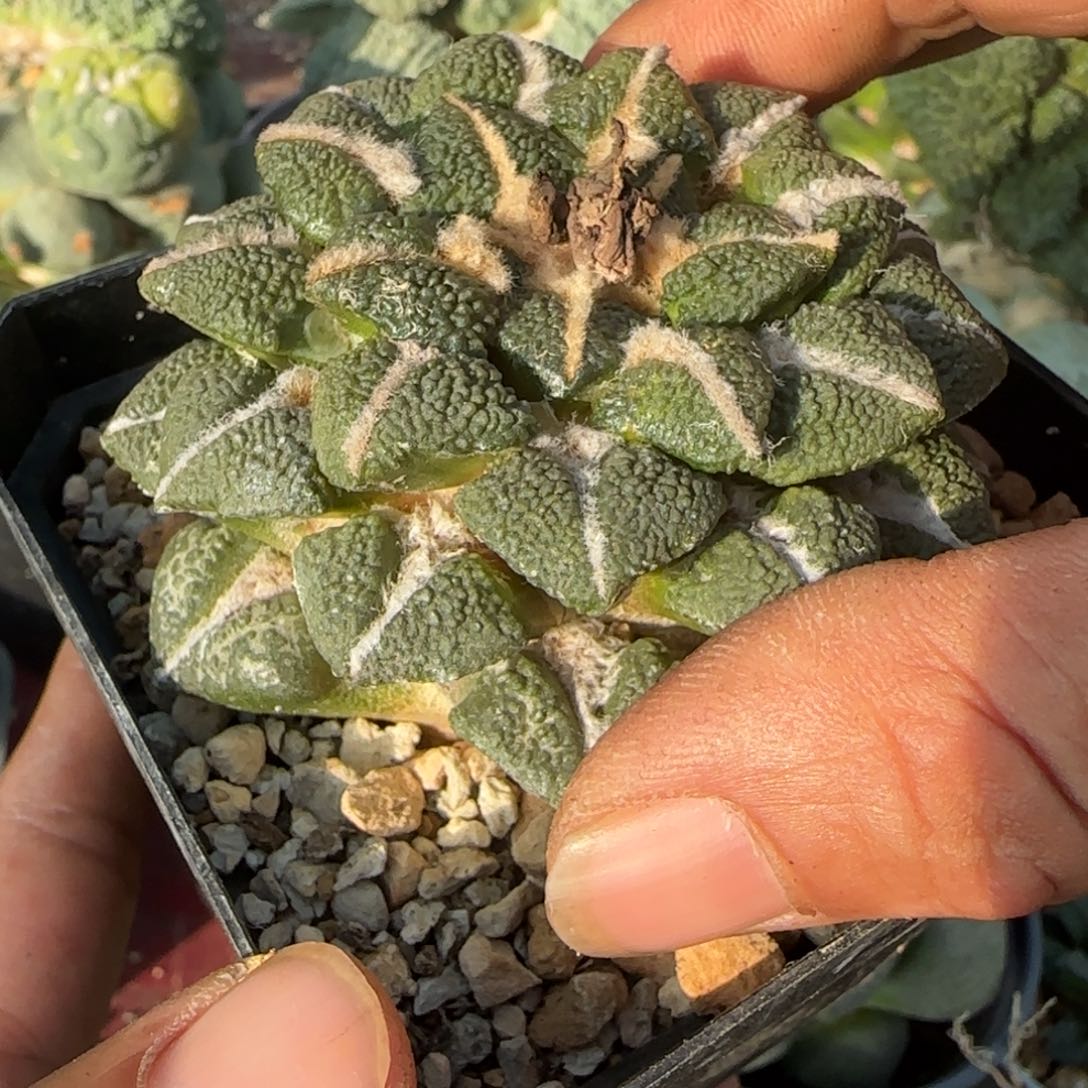 无花朵萝卜根成田大尤黑8888