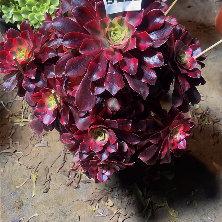 多肉法师222号美杜莎不包损